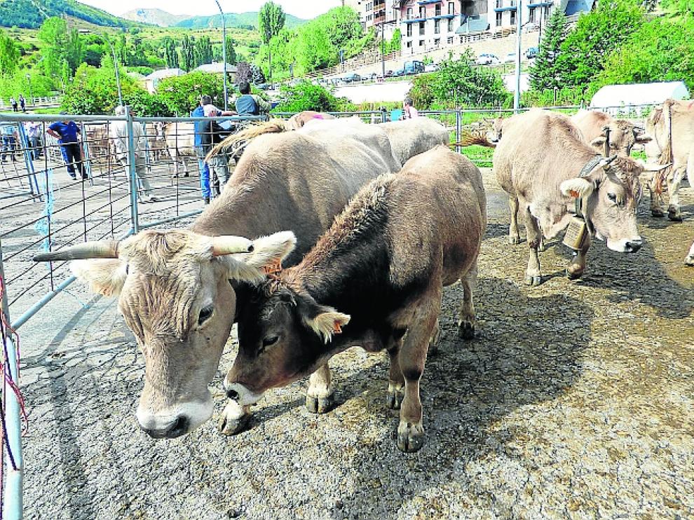 Animales de vacuno en la feria de ganado de Sallent, en una edición anterior.