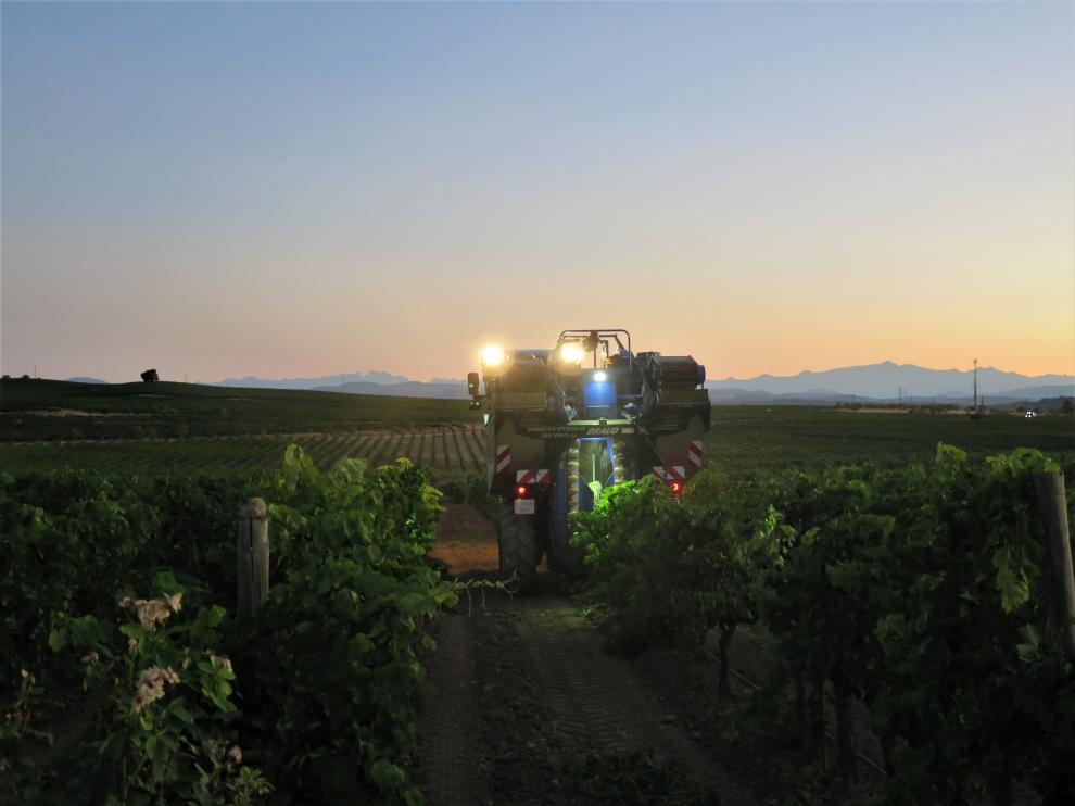 Trabajos de vendimia nocturna en la bodega Laus.