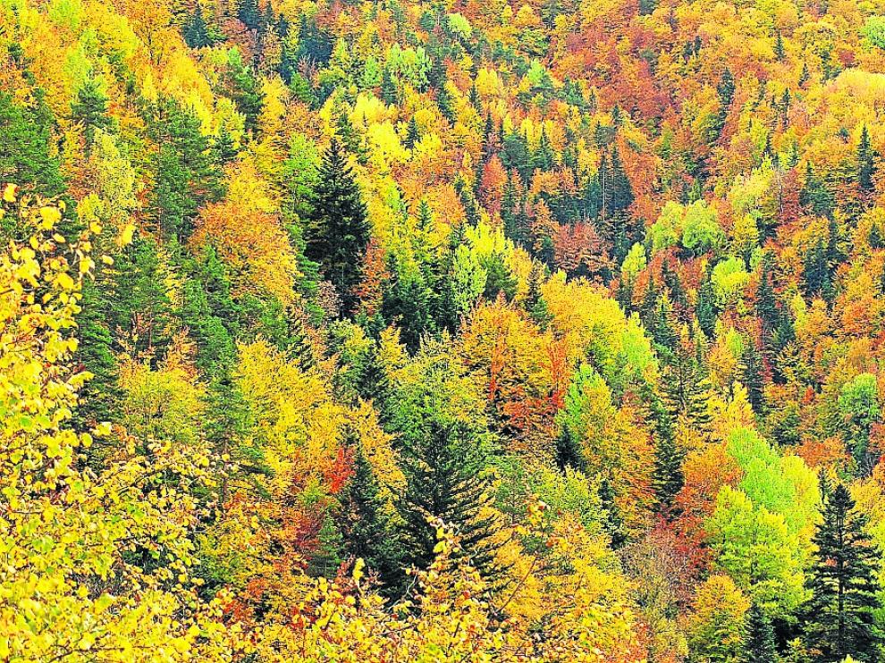 Espesura forestal del bosque de la Pardina del Señor, donde predomina el abeto y el pino silvestre, mostrando una significativa diversidad de colores.
