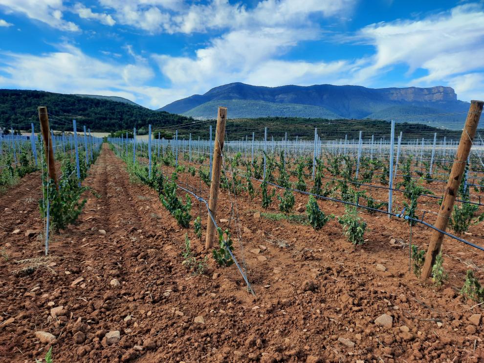 Explotación de viñedos ecológicos en Jaca.