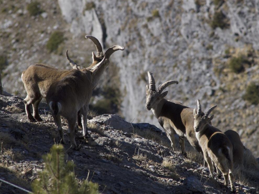 Ejemplares de cabra montesa en el nacimiento del río Ara.