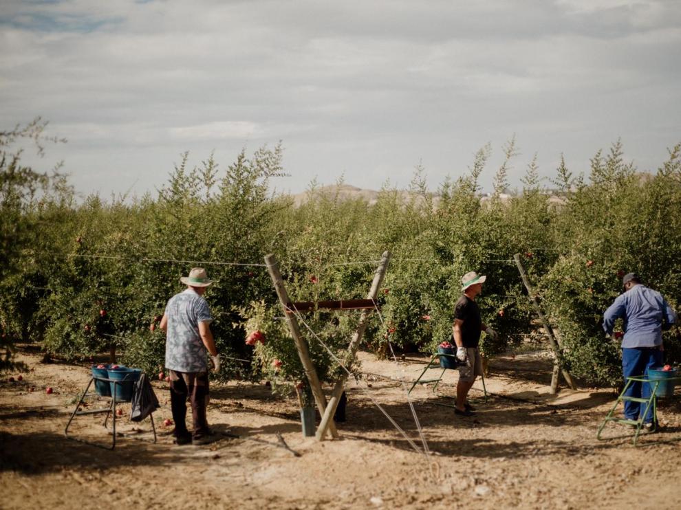 Explotación familiar de granados de la empresa Arilo Fruits en un campo de Fraga.