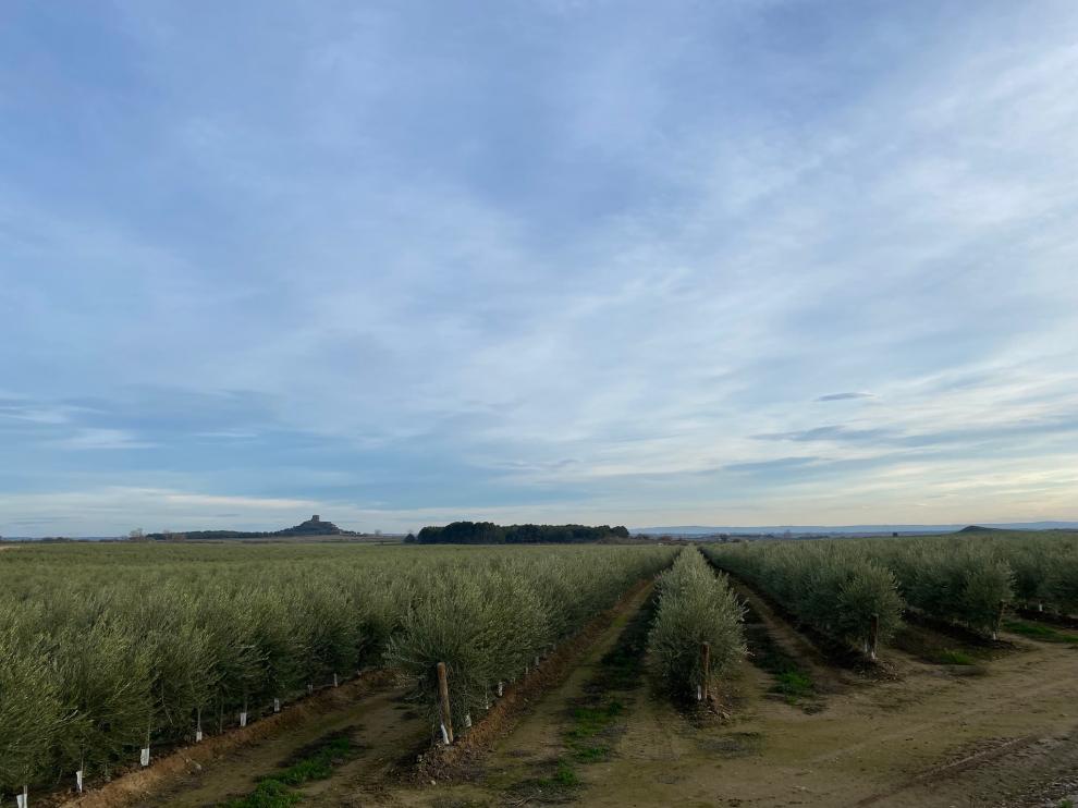 Estado actual de la explotación de olivar de Lecciana de Aceites Palacio, en Alberuela de Tubo.
