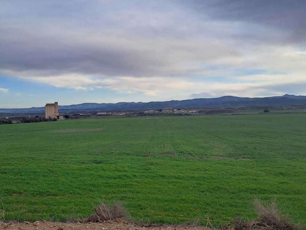 Estado que presenta un campo de cebada, en Torralba de Aragón.