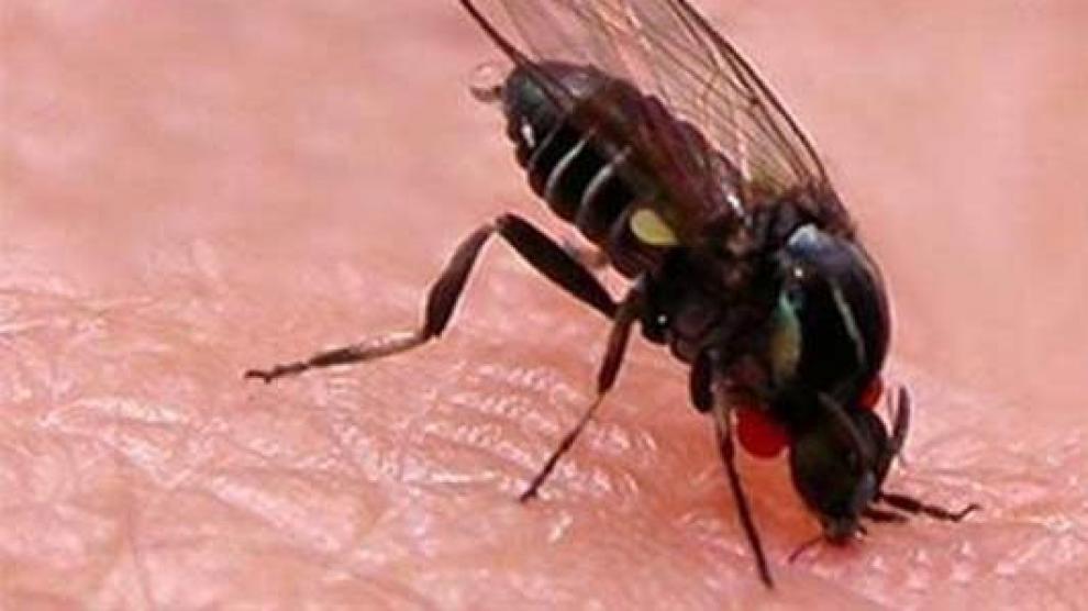 Las atenciones por picaduras de insectos aumentan un 21,6 % en 2019 en Aragón
