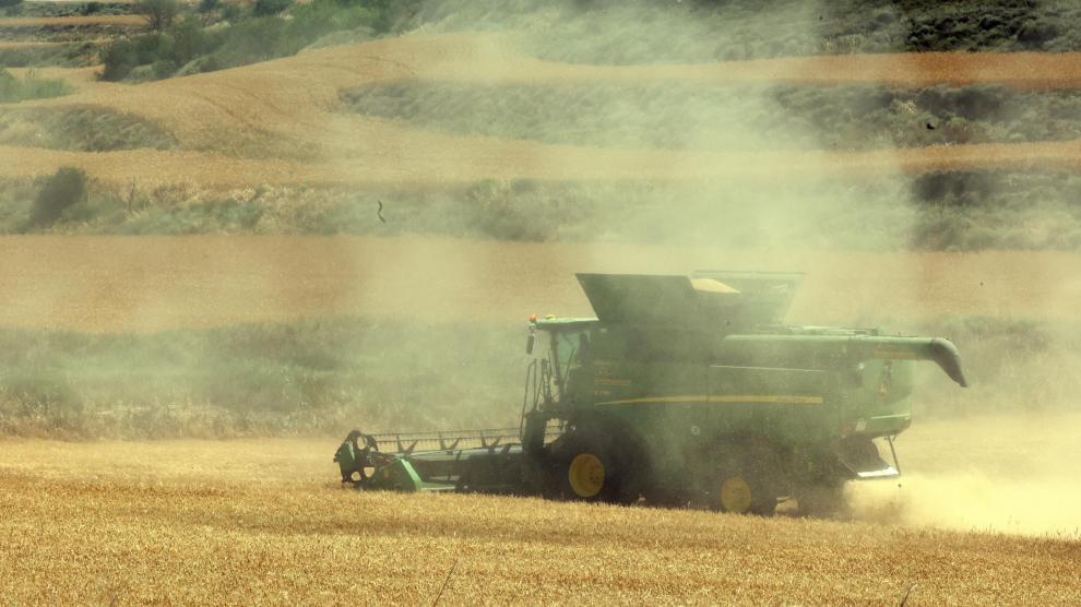 Trabajos de una cosechadora en campos de cereal próximo a Tardienta, este mes de junio.
