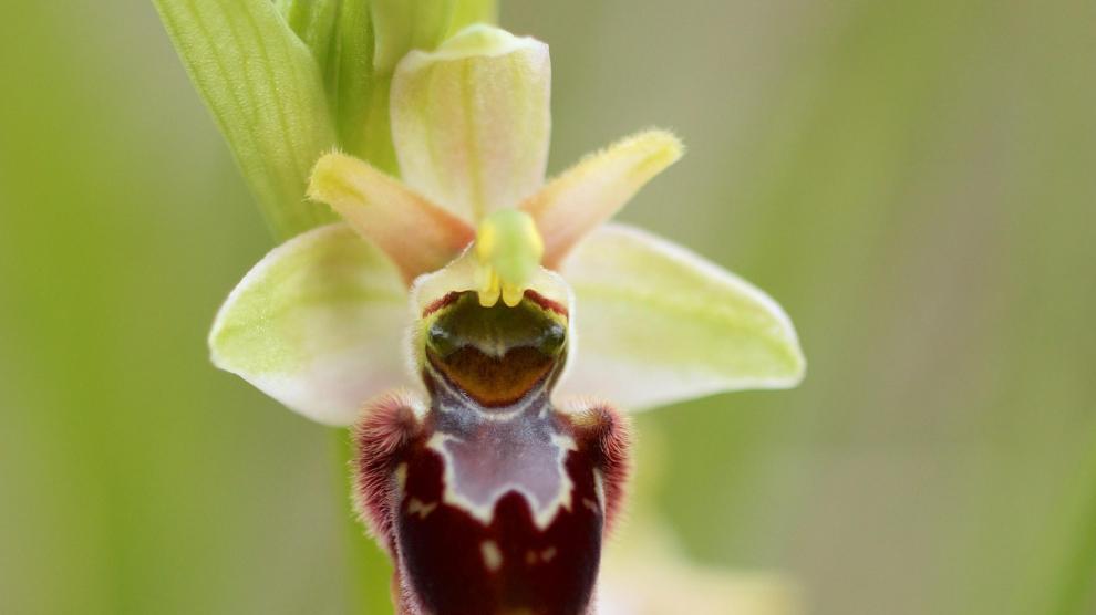 Una de las especies de orquídea que recoge el volumen.