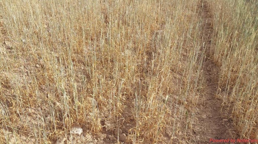 Campo de cereal de secano en Robres, afectado por la sequía.