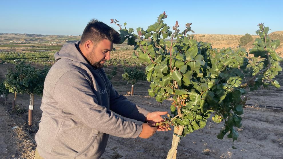 Héctor Ibarz, comprueba uno de los alfóncigos donde produce pistachos en Zaidín.