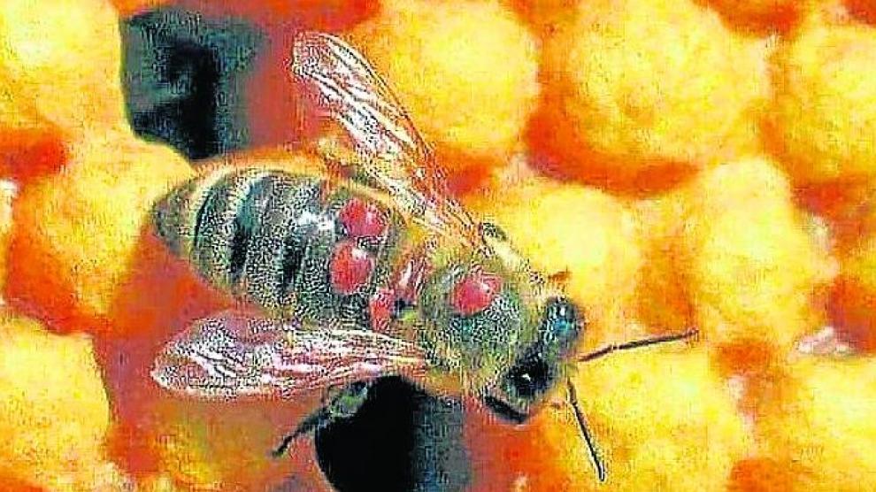 Una abeja con “varroa”, un ácaro que vive como parásito externo.