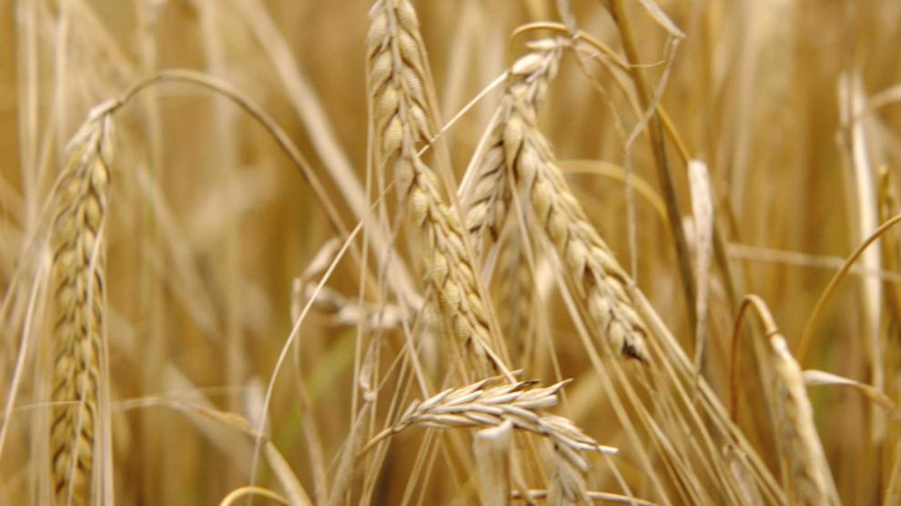 Este pago de Agroseguro corresponde al cereal de invierno, leguminosas y oleaginosas.