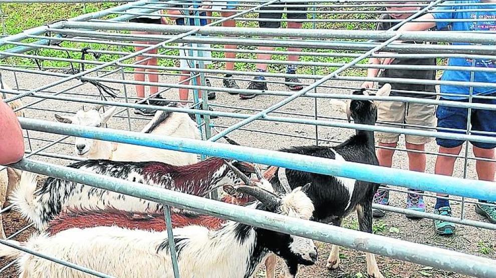 Las familias asistieron para ver los ejemplares de ovino expuestos en la feria de ganado de Sallent.