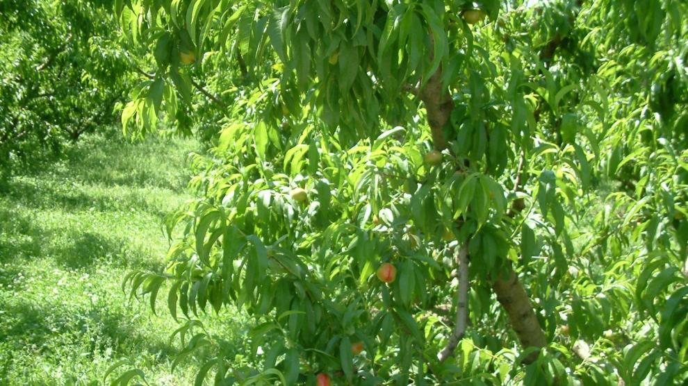 El Gobierno aragonés no dará ayudas para arrancar plantas de melocotones y nectarinas