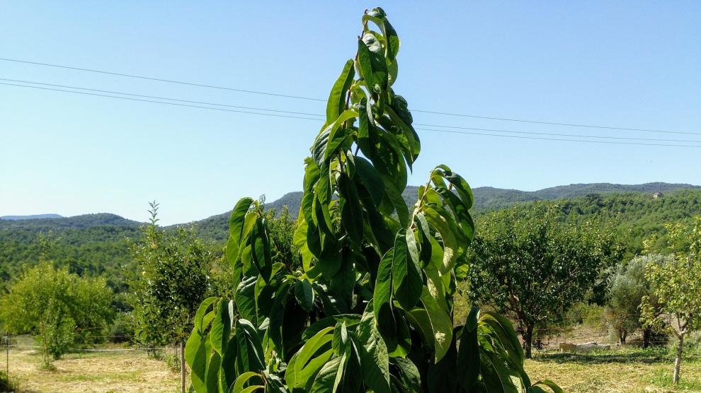 Cultivos exóticos "importados" en la montaña de Sobrarbe