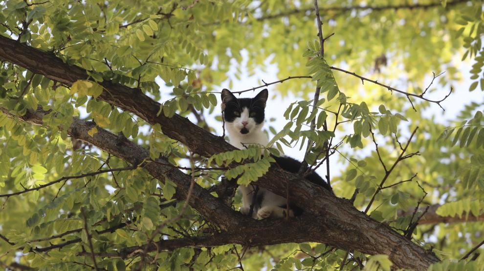 Los Bomberos de Huesca acuden al rescate de un gatito que llevaba tres días encaramado en un árbol