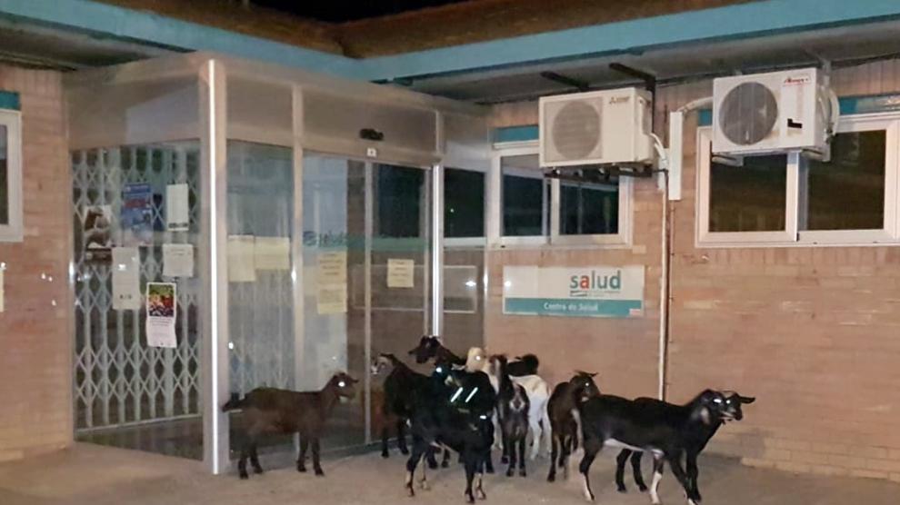 Un grupo de cabras de Sariñena sale de excursión y acaba en la puerta de urgencias del Centro de Salud