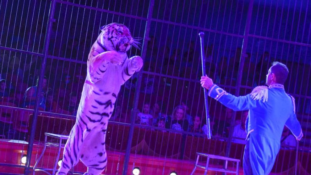 Amnistía Animal cree que se ha dado "alas" al circo con animales en Zaragoza