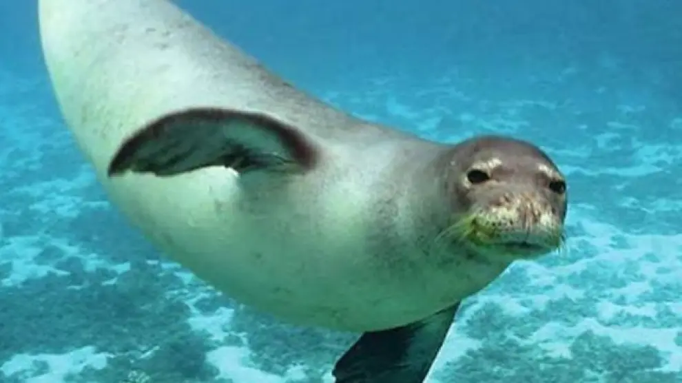 Las focas también aplauden bajo el agua para comunicarse