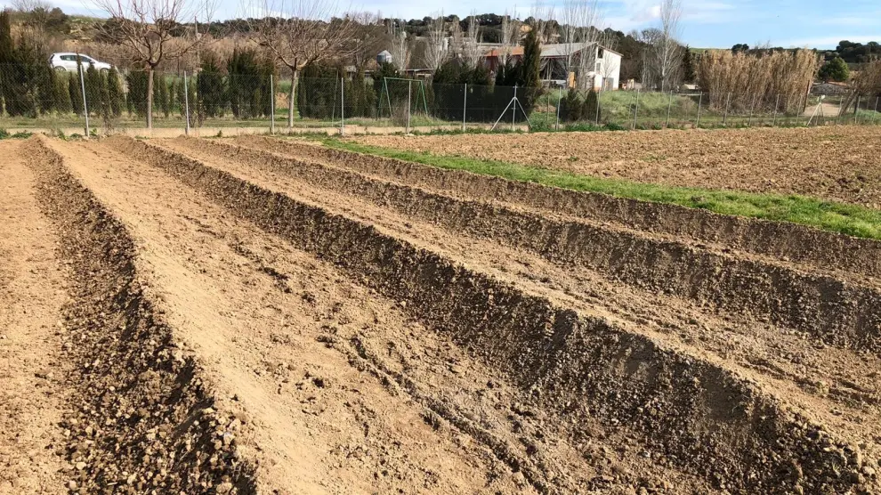 La huerta de Barbastro prepara la plantación de espárragos