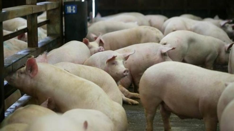 Los colectivos agrarios destacan la pujanza del sector