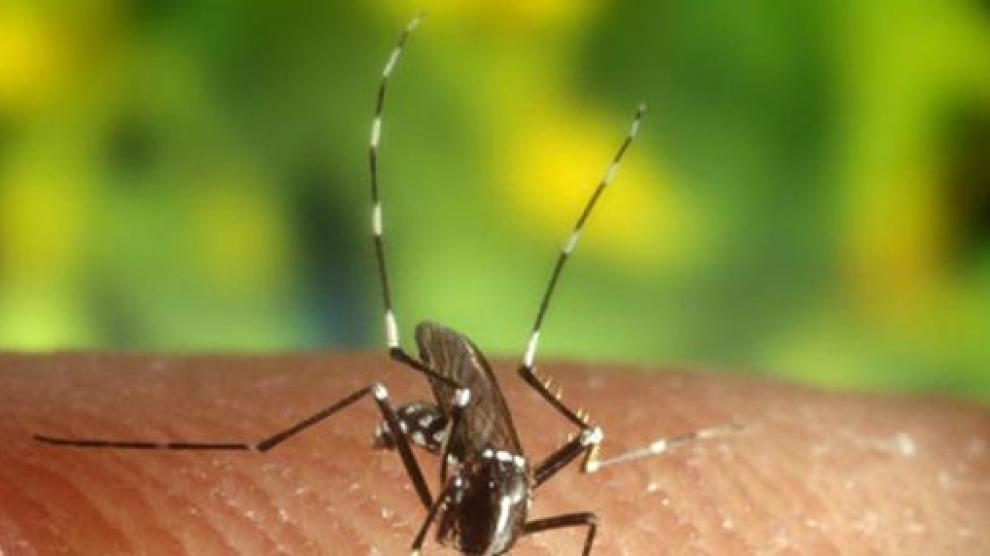 Mosquito transmisor del virus del Nilo