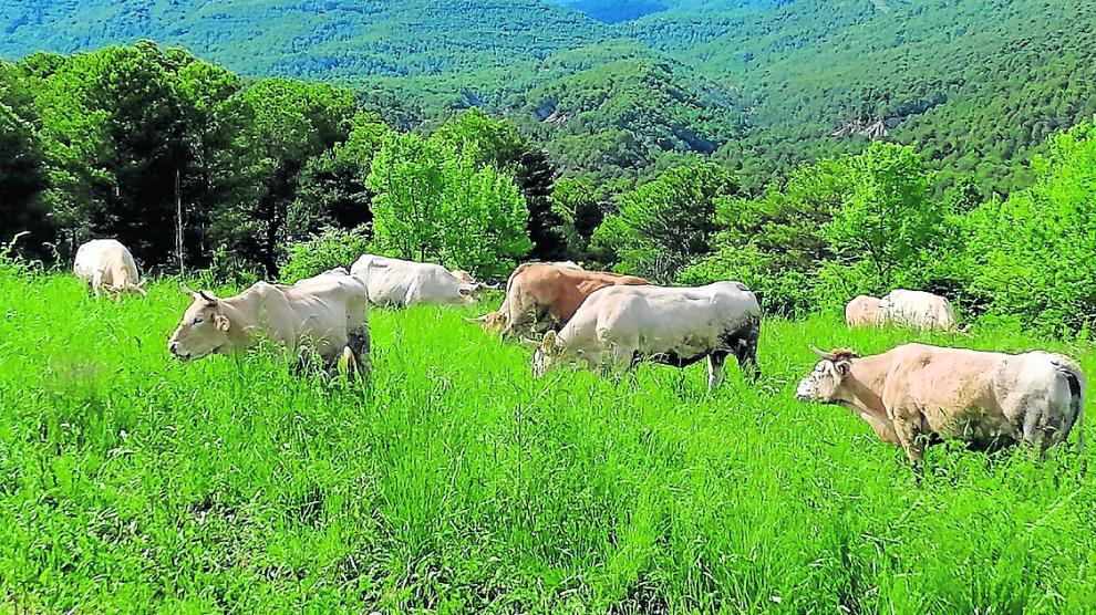 La ganadería extensiva es una alternativa sostenible, además de fijar población en el medio rural