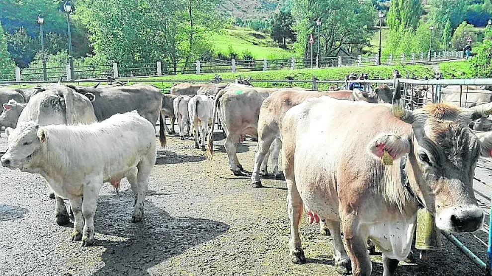 Animales de raza Parda de Montaña, ayer en la Feria de Sallent de Gállego.