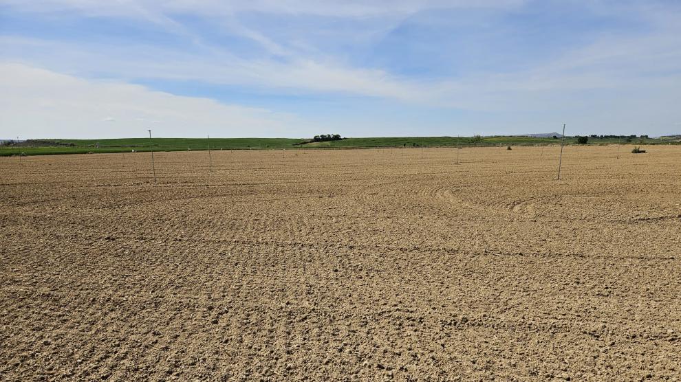 Estado de una parcela donde se realizará la siembra de maíz en Buñales.