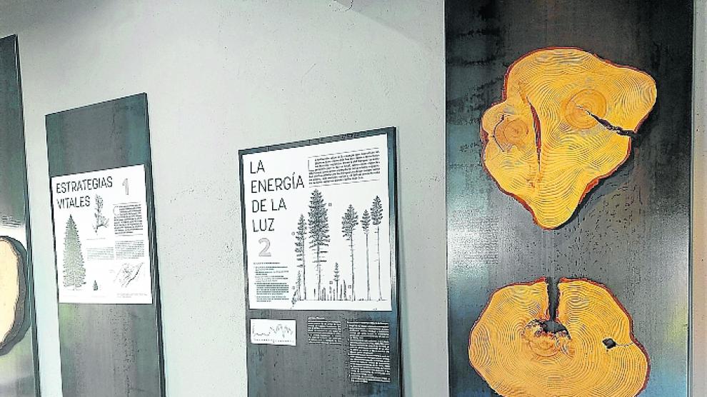 Exposición permanente ‘Maderas del bosque nos cuentan su historia’.