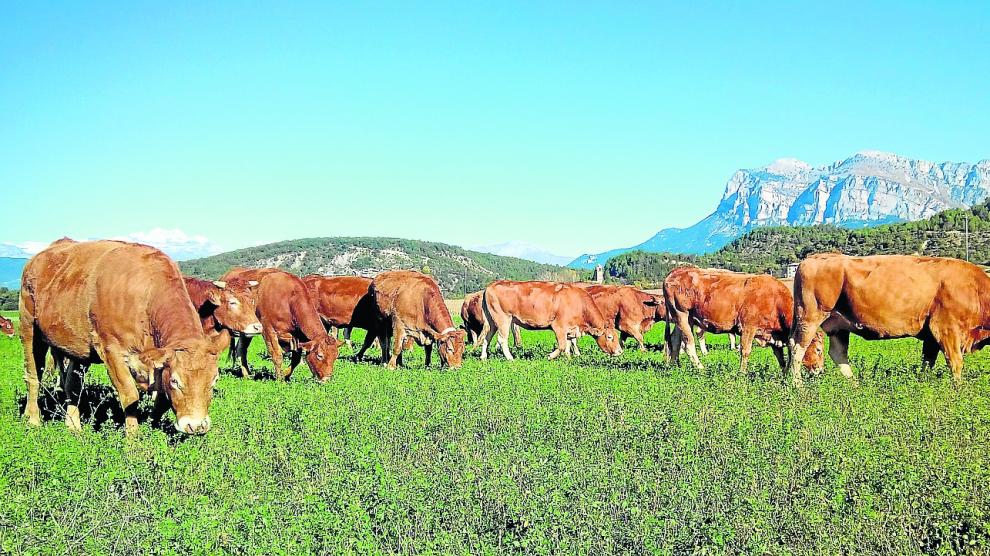 Imagen de archivo de vacas pastando en prados de la comarca del Sobrarbe