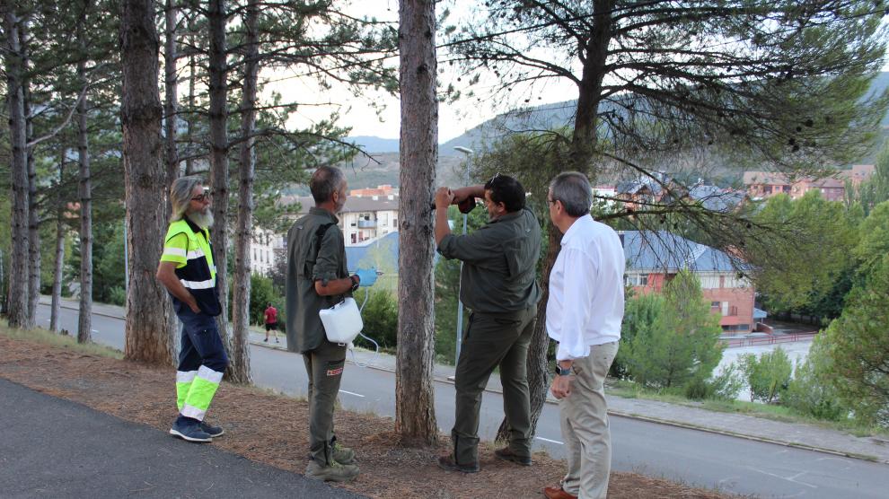 Fotografía de los trabajos en los pinos de Sabiñánigo.