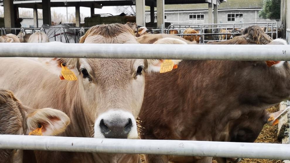 El proyecto pondrá en marcha un plan de gestión común para 9 razas autóctonas de bovino y ovino