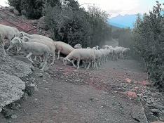 pastoreo rural Ovejas de Rasa Aragonesa, en el Alto Gállego.