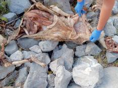 Restos de una de las ovejas que murieron en el reciente ataque registrado en los montes de Ansó. oso
