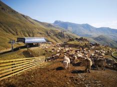 Vacas junto al telesilla de Castanesa este otoño